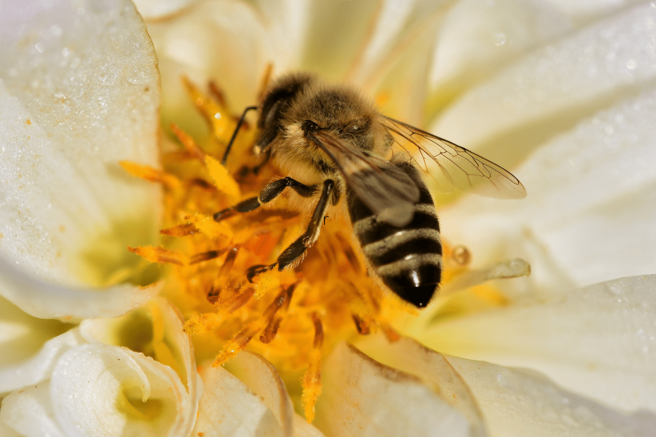 abeille et les humains