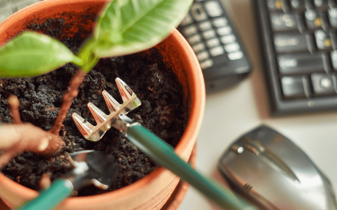 5 conseils pour entretenir ses plantes au bureau